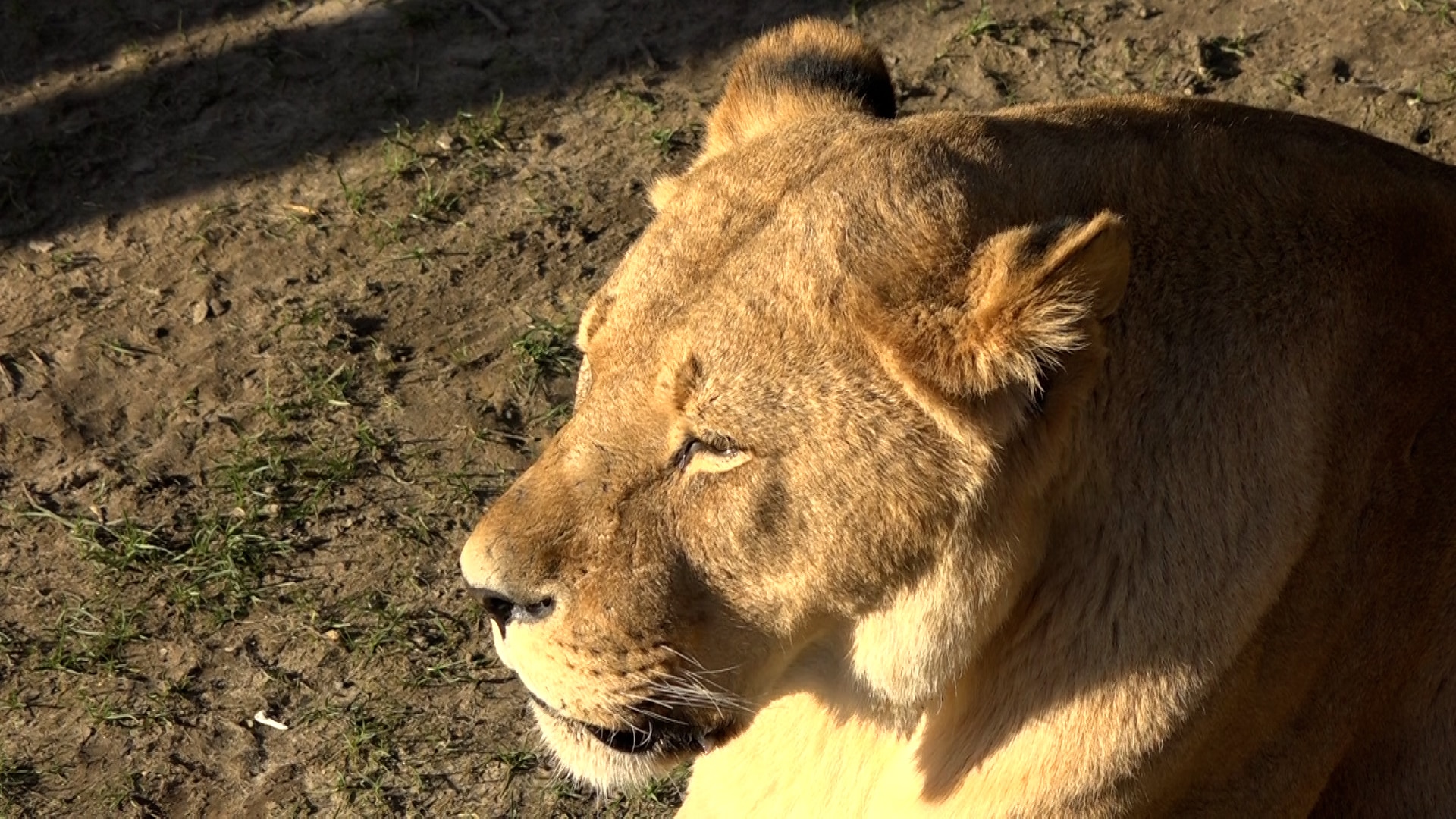 Osnabrück: Löwe verletzt 25-jährige Tierpflegerin bei Reinigung des Geheges