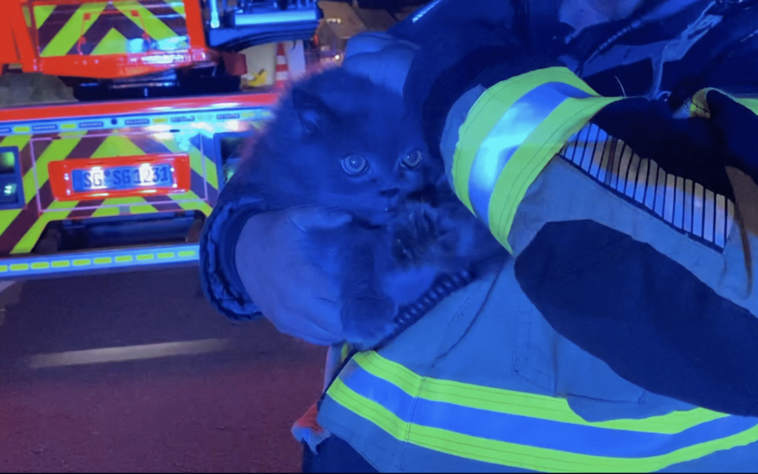 Feuerwehr rettet Katzen und einen Bewohner in letzter Sekunde